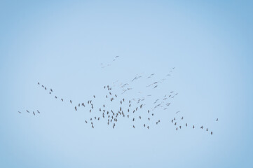 Obraz premium Birds in flight. A silhouettes of cranes in flight. Flock of cranes flies at sunrise. Foggy morning, Sunrise sky background. Common Crane, Grus grus or Grus Communis, big bird in the natural habitat.