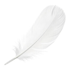 Obraz premium Single white feather, with delicate barbs and a central shaft, cutout, PNG isolated on white or transparent background
