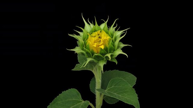 Macro time lapse blooming Sunflower Head, isolated on pure black background