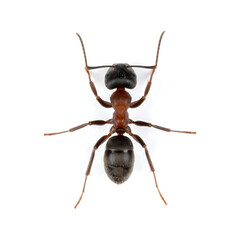 Red and Black Ant Worker with Segmented Body Isolated Macro
