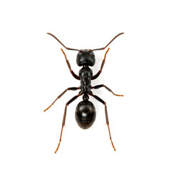 Macro Top View of a Sleek Black Ant Worker Isolated on White