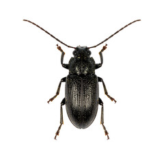 Slender Black Beetle with Long Antennae Isolated on White