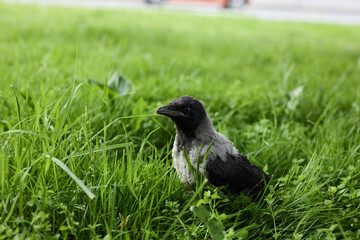 Urban wild bird attentively examines blades of grass nearby