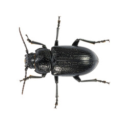 Macro Top View of a Black Ground Beetle Isolated on White