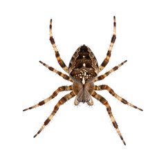 Overhead Macro View of European Garden Spider Isolated on White
