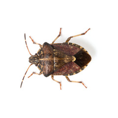 Macro Shot of Stink Bug with Distinctive Brown Mottling Isolated