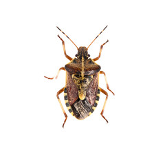 Detailed Top View of Brown Marmorated Stink Bug on White