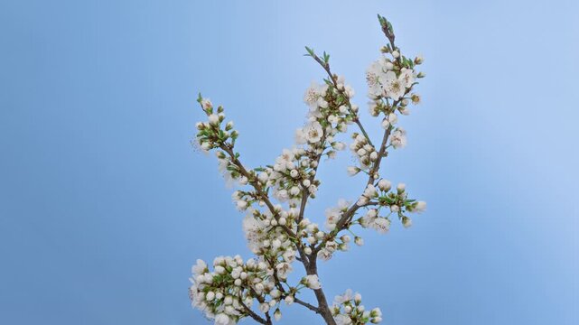 Macro time lapse blooming white blackthorn flowers, isolated on blue screen