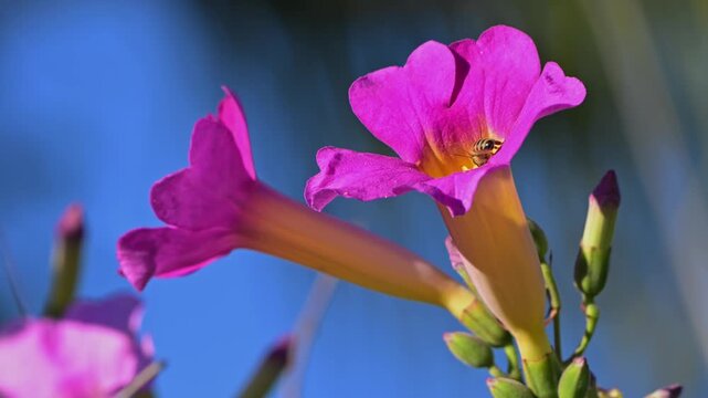  Loaded with pollen honey bee plunges down mandevilla flower.