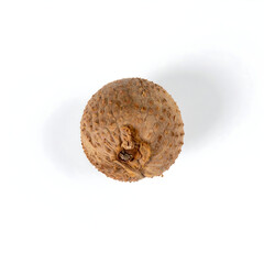 Overhead Macro of Highly Textured Brown Acorn Cap or Seed on White