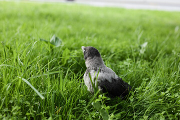 Curious young crow carefully probes dewdamp grass with keen beak