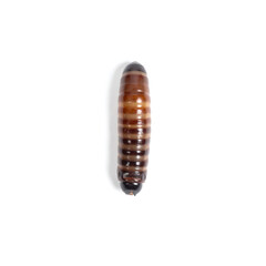 Overhead Macro of Glossy, Segmented Brown Larva on Pure White