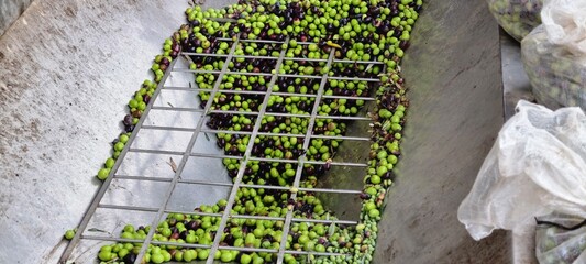 Close-up view of freshly harvested green and black olives in a stainless steel hopper at an olive mill. Olives pass through a metal grate for cleaning before oil extraction