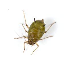 Detailed Macro Photograph of Green Aphid with Prominent Black Siphunculi