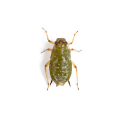 High-Detail Macro of Green Aphid with White Spots on White Background