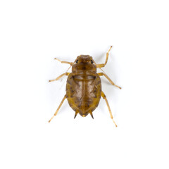 Macro Studio Shot of Light Brown Nymph Insect on White