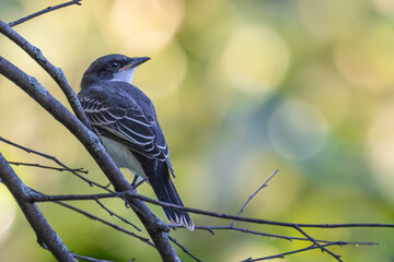 Eastern kingbird perched on a branch.