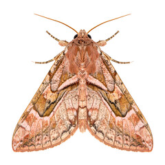 Detailed Top-Down Macro of Ornate Brown and Pink Moth on White