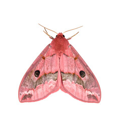 Top-Down Macro of Vivid Pink Rosy Maple Moth on White