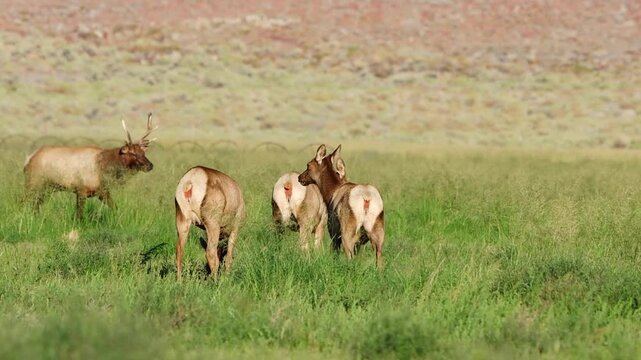 A Tule bull elk calls to his females during mating season in the Owens Valley Eastern Sierra near Tinemaha reservoir.
