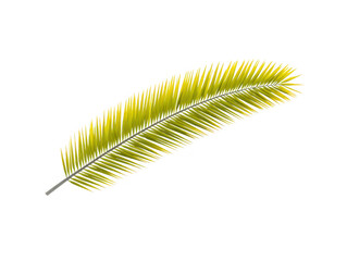 Obraz premium Tropical palm leaf isolated on transparent background, vibrant green color, detailed texture, natural botanical element, perfect for summer, vacation, or nature themed design projects
