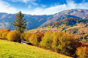 sunny autumn afternoon in mountain landscape. beautiful view of trees in fall foliage on the...