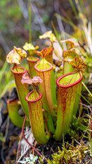 Close up of vibrant pitcher plants with transparent background and detailed texture