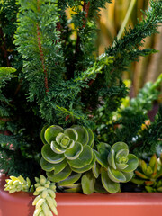 Succulents and conifer plants creating a vibrant green arrangement in a terracotta-colored planter, highlighting lush foliage and natural textures in a garden setting