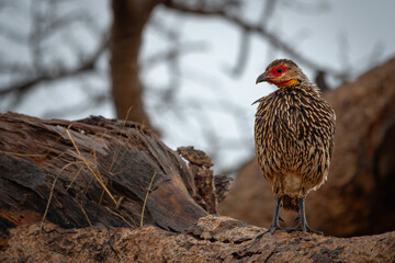 Clapperton's spurfowl sitting on a tree in Africa.