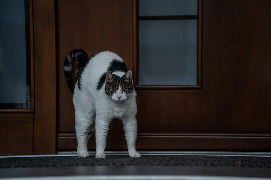 Fototapeta Kot stojący przed drzwiami – domowy kot z wygiętym grzbietem na progu wejścia