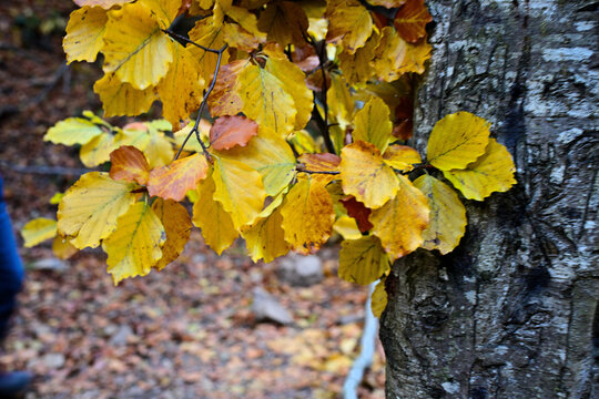 Copper and yellow foliage photography in forest from mountain in the mountains from Romania