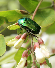On a plant, a coleoptera beetle Cetonia aurata
