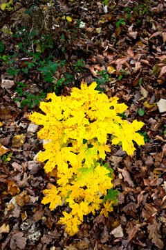 Copper and yellow foliage photography in forest from mountain in the mountains from Romania