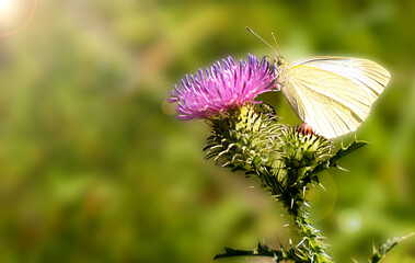 A delicate white butterfly resting on a pink thistle under warm sunlight. A moment of summer beauty and nature's harmony. Close-up. Selective focus.