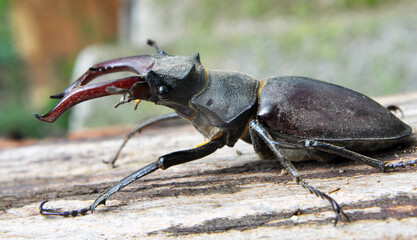 A stag beetle (Lucanus cervus) in the wild