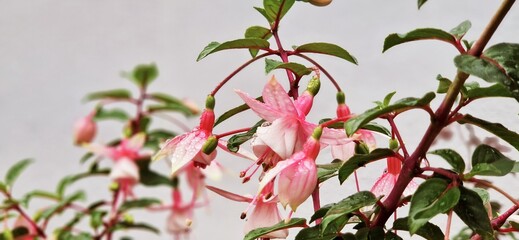 pink blossoms of fuchsia plant   banner