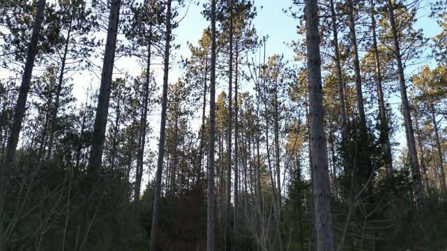 Vertical tracking shot leaving the forest - Travelling vertical de sortie de for&ecirc;t