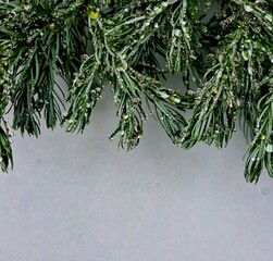 branch of a blue conifer and shimmering rain drops on black background
close up of  Chamaecyparis pisifera Sawara Cypress

