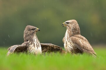 Common buzzard Buteo buteo wildlife prey nature predator beautiful animal beautiful sighting ornithology Europe