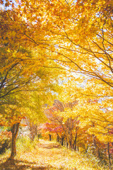 紅葉のトンネル　いずみ湖