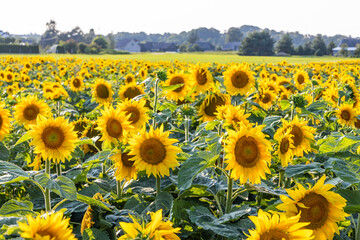 Vibrant sunflower field across rural farmland with golden blooms and lush green leaves