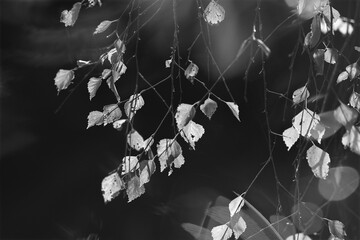 leaves on a black background 