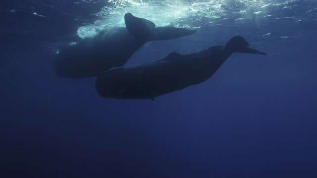 4K footage of sperm whales in the open ocean: pod behavior, deep dives, slow movement, and clear blue water. Ideal for documentaries, nature films, and educational projects.