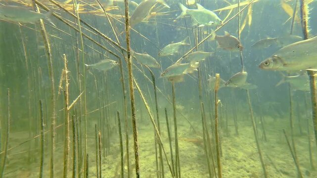 School of silver bream in the freshwater lake