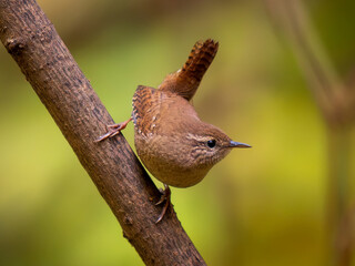 Eurasian Wren or Troglodytes troglodytes close up. Eurasian Wren with held erect tail perched on tree branch in green forest. Northern Wren or Eurasian Wren is very small insectivorous bird