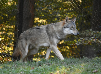 Gray wolf near a metal fence enclosure   © lisica1