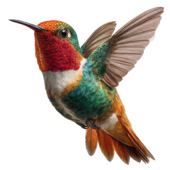 Fototapeta premium Rufous hummingbird spreads its wings in a transparent png, ideal for design stock, the vibrant colors of plumage are clearly visible and makes it visually appealing