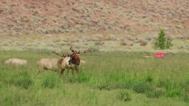 Bull Tule Elk calling in rutt in Owens valley meadow
