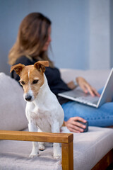 Woman lying on terrace sofa using laptop with mouse. Female freelancer working remotely on patio with her dog nearby