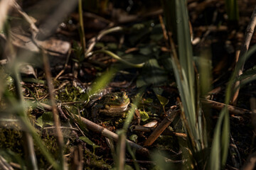 Small green frog camouflaged in muddy wetland habitat with water, twigs, and algae, blending into natural surroundings in a shallow marshy environment during springtime
